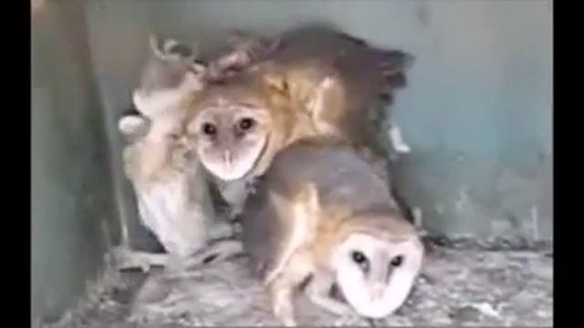 Совы едят мышей под марш воланда смотреть онлайн