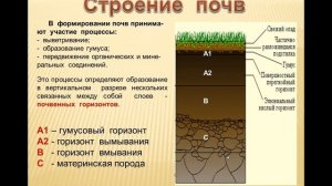 География 6 класс Тема урока "Почвы"