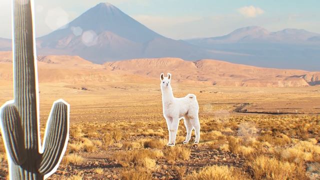 Интернет-реклама или котики?