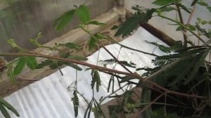 МИМОЗА СТЫДЛИВАЯ ЦВЕТЕТ