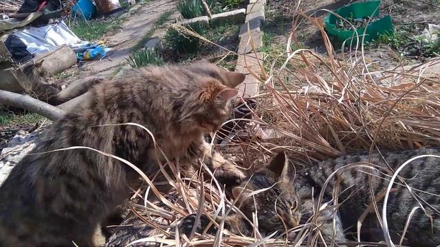 #кошки#дача#загород смотреть онлайн