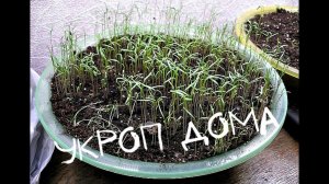Как правильно выращивать укроп дома? Секреты опытного садовода!