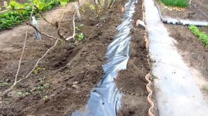 Посадка чубуков винограда в школку