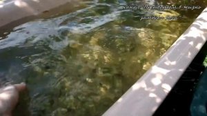 Самая лучшая натуральная подкормка вытяжка из золы