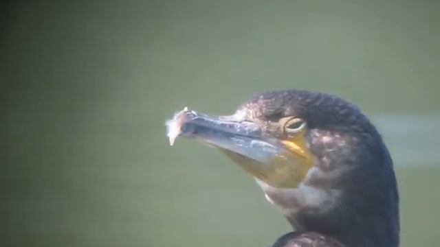Cormorano ripreso in tecnica digiscoping con telescopio Maksutov-Cassegrain смотреть онлайн