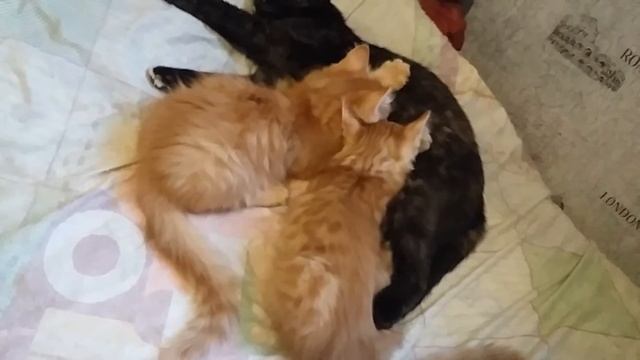 Котятам 3,5 месяцев,мамино молоко.Kittens 3,5 months,mother's milk. смотреть онлайн