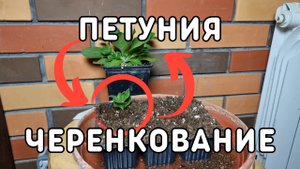 размножение петунии черенками без слов