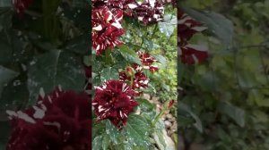 роза Абра-Кадабра