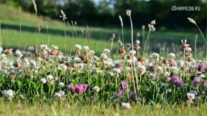 Значение имени Лада: карма, характер и судьба