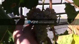 Виноград Рислинг Итальянский