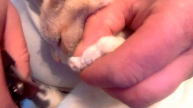 Как подстричь когти коту. Кот рвет обои.