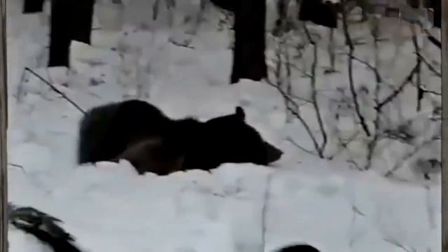 HUNTING! Bear Rod - ОХОТА ! МЕДВЕДЬ шатун