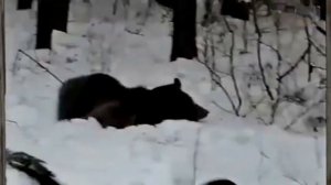 HUNTING! Bear rod - ОХОТА ! МЕДВЕДЬ шатун