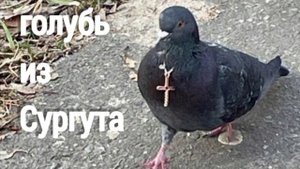 Сургутский голубь