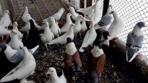 Штрассеры, белые почтовые голуби