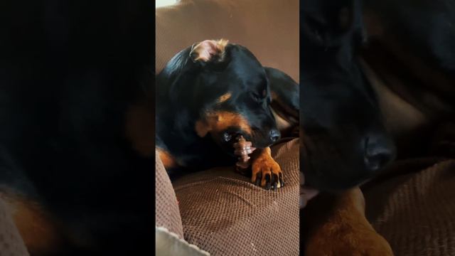 Best ASMR for sleep tonight. #asmr #rottweiler #sound