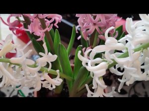 Как сохранить геоцинты, которые были на выгонке, и нарастить полноценную луковицу