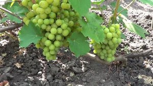 Сорт Винограда Мускат Янтарный