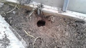 Кто нарыл ходы в теплице?