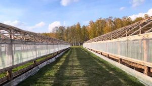 Обзор #питомникрастений на 07 октября 2023г #сеянцы #лиственница #сосна #зкс #саженцы #горнаясосна