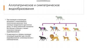 9-11 класс Видообразование или микроэволюция Аллопатрическое и симпатрическое видообразования