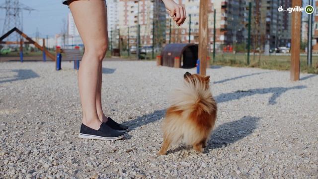 ТОП 5 САМЫХ маленьких пород собак