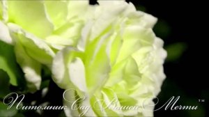 Роза "White Licorice". Обзор сорта. Питомник "Сад Вашей Мечты" R 579