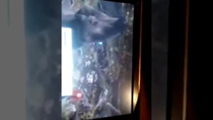 Классные моменты храбрая сердцем извините за некоторые кадры