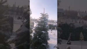 Голубые ели в нашем питомнике! 🌲 Голубые ели Саратов!