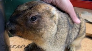 Сурок Сусля снова сбежал. Зачем?