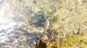 Индийский океан. Отлив.