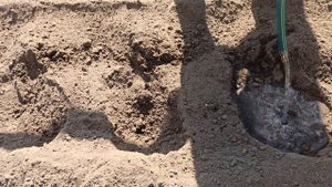 ПОСАДКА ТОМАТОВ В ОТКРЫТЫЙ ГРУНТ
