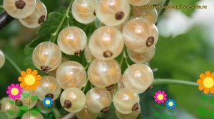 Смородина белая Ютерборгская. Краткий обзор, описание характеристик ribes rubrum Iuterborgskaia