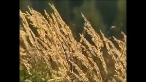 Максим Трошин- тихая моя родина