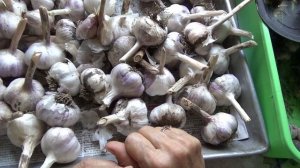 Озимый чеснок,семенной фонд.