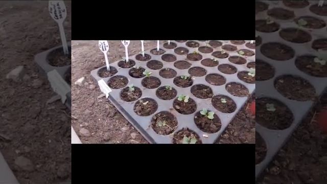 Жадность садовода. Зачем сажать столько сортов капусты? смотреть онлайн