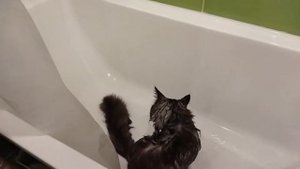Мейн-кун Тимон любит воду. Купается.))