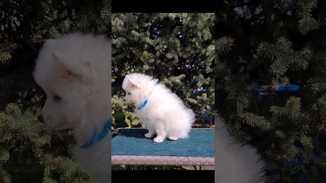 японский шпиц Щенки продажа