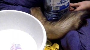 Как приучить хорька купаться