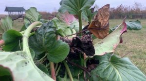 Чигирский чай из бадана.