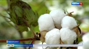 В Терском районе начали выращивать хлопок