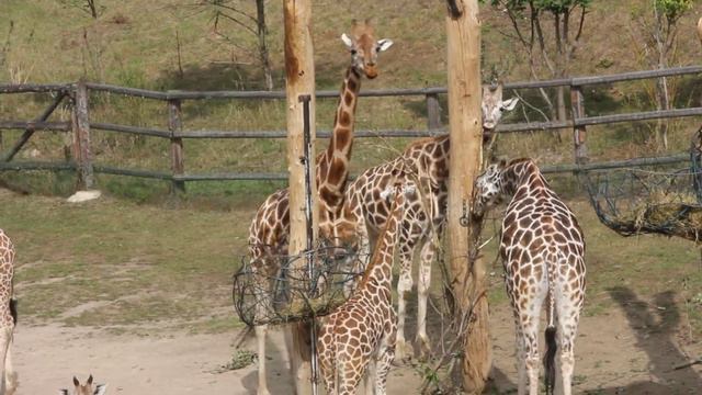Жирафы в Пражском зоопарке (сентябрь 2012) смотреть онлайн