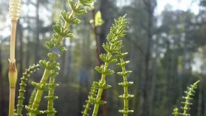 Хвощ полевой, полезные свойства и применение.
