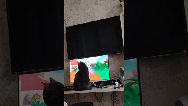 Все любят мультики, даже кошки.