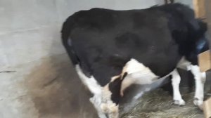 ПРИЗНАКИ СКОРОГО ОТЁЛА У КОРОВЫ, ПРИМЕТЫ (кто будет бычок или тёлочка?).
