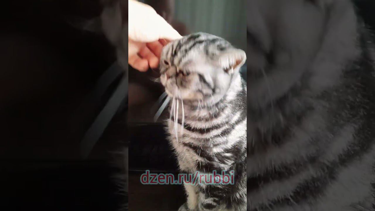 БРИТАНСКИЙ КОТИК!!!