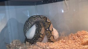 Reticulated Python Consumes Live Guinea Pig