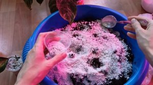 посадка хои/спатифиллум Джемини- посадка