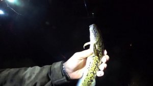 Ловля НАЛИМА на Западной Двине. Мимо этой насадки он не проплывет.