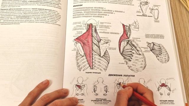 АСМР  Изучаем анатомию вместе  Стерео Шёпот  Раскрашивание
